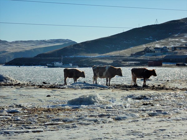 Коровы на льду