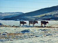 Коровы на льду-Село Сахюрта