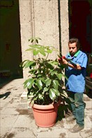 Как мексиканцы работают