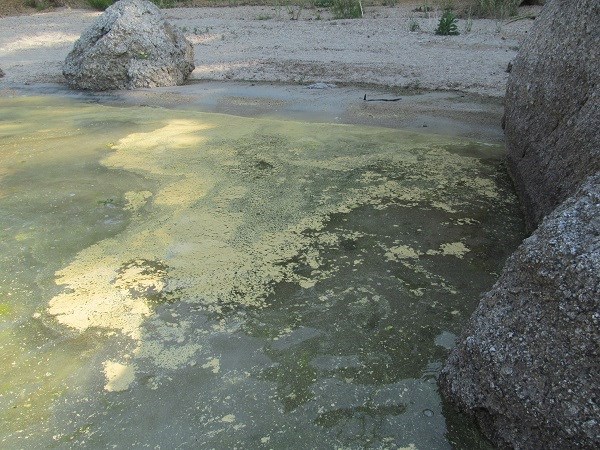 Пыльца хвойных на воде