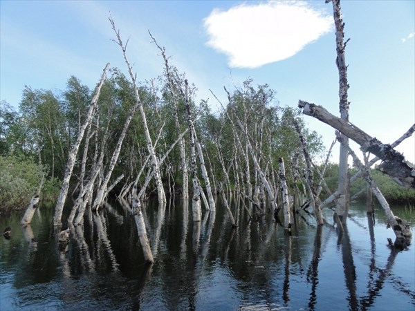 Березы в воде