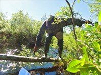 Волк пилит упавшее дерево