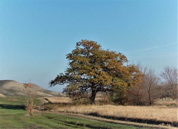 Луганская степь. Дерево желаний.