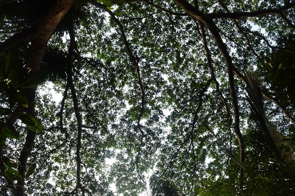 Амазонский лес