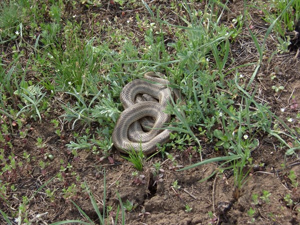 Полоз узорчатый.