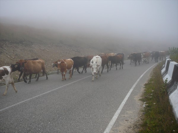 Коровки в тумане