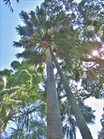 Cabbage tree palm, капустная или веерная пальма