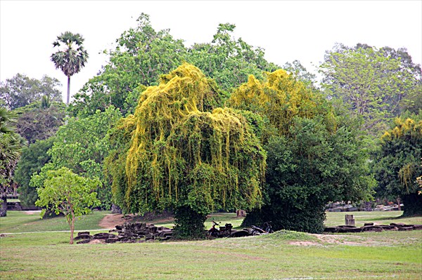 246-Ангкор-Ват