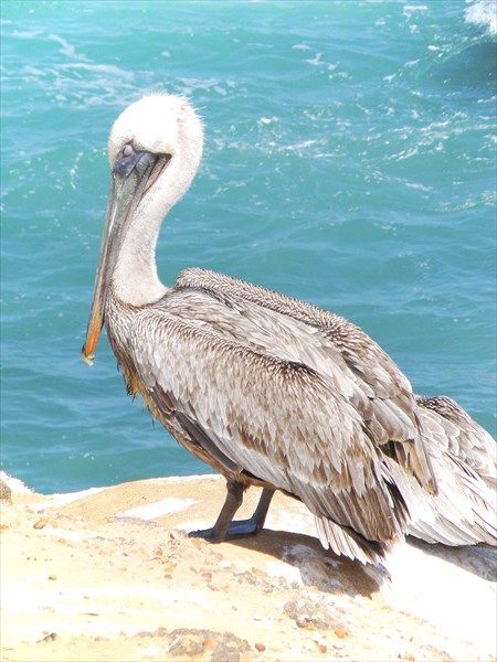 086-Пеликаны