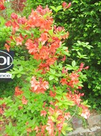 IMG_1784