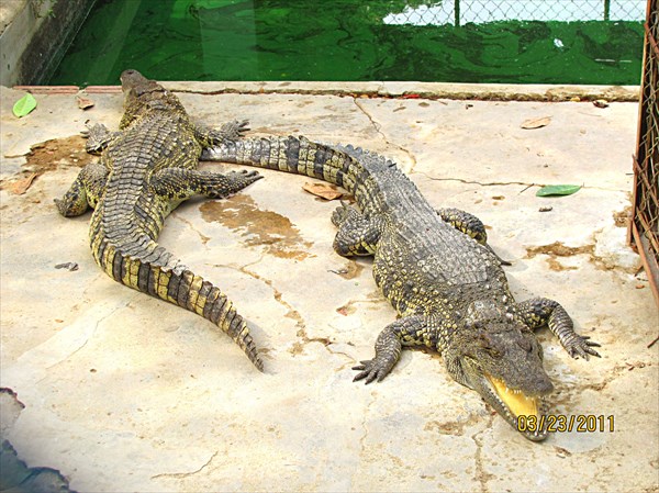 023-Крокодилы