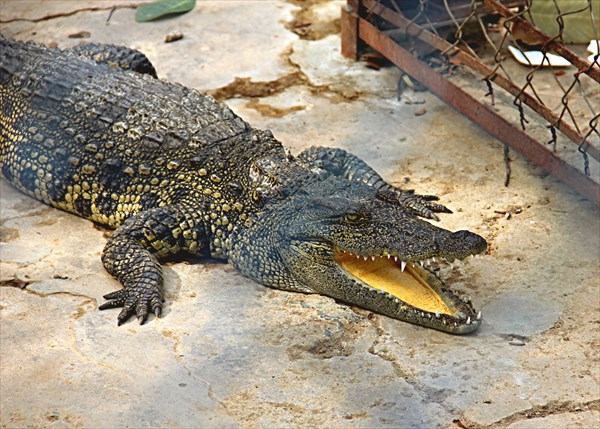 024-Крокодилы