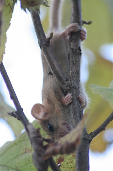 http://www.marshruty.ru/PhotoFiles/f/1/c/e/f1ced237ae3746fba61fa51d08403fa6/large/IMG_3050.JPG