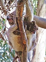 Hanson Bay Wildlife Sanctuary, коала с малышом.